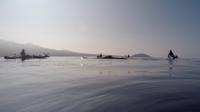 Kayak with the whales