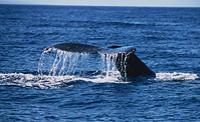 Maui Whale Watch Cruise