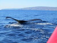 See humpbacks breach the surface of the water on a Maui whale-watching tour.