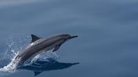 Playful Dolphins!