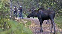 Coastal Trail With a Moose
