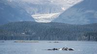 Whales and Mendenhall Glacier