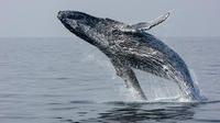Breaching Whale
