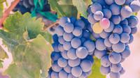 Vineyard Picnic Tour