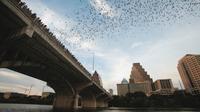 Bats Under Congress Avenue Bridge