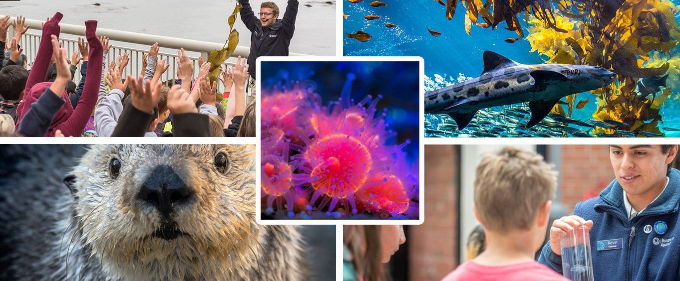 Monterey Bay Aquarium Collage