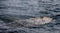 Gray Whale