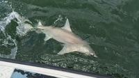 Naples Inshore Fishing