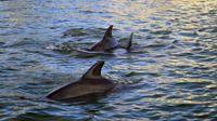 Dolphin in the 10,000 Islands