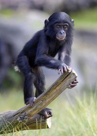 San Diego Zoo with Transport from Anaheim