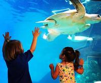 Clearwater Marine Aquarium