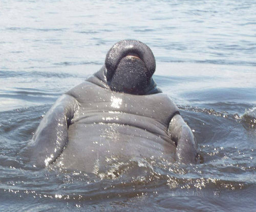 Cocoa Beach Manatee The Best Beaches In World Cocoa Beach Manatee The Best Beaches In World