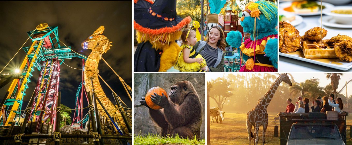 Fall Fun at Busch Gardens Tampa