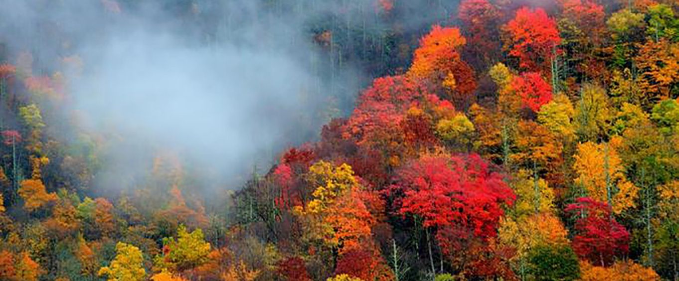 Colorful Trees in the Smoky Mountains