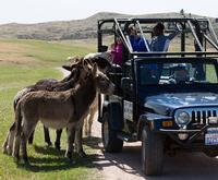 Jeep of the Custer State Park Safari Jeep Small Group Tour