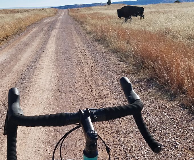 Viewing Buffalo from a Bike
