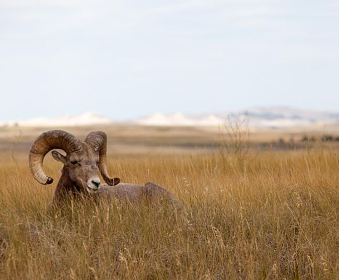 Mountain Sheep wiht the Badlands Day Tour