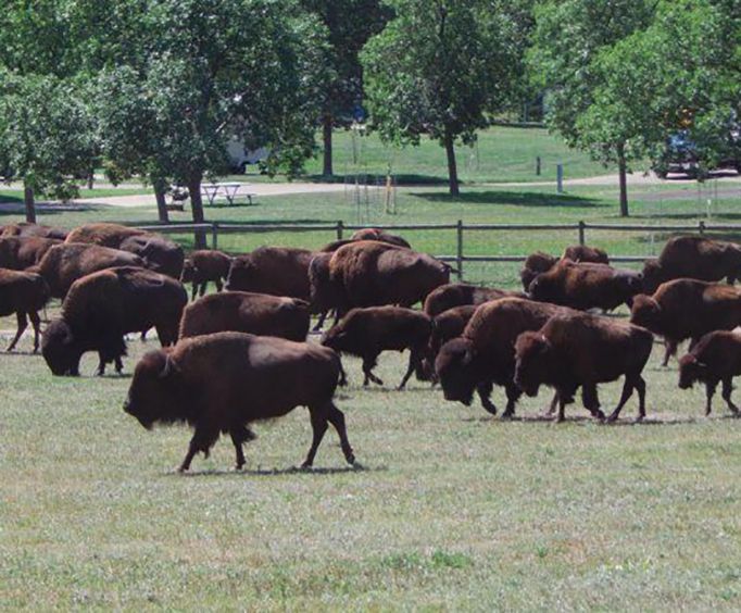 Buffalo Heard with the Top Rated Mount Rushmore Tour Package in the Black Hills