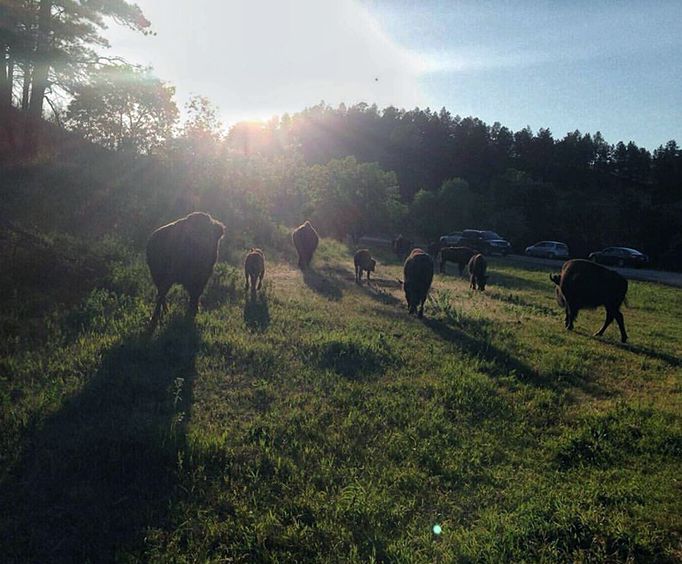 Viewing Buffalo with the Top Rated Mount Rushmore Tour Package in the Black Hills