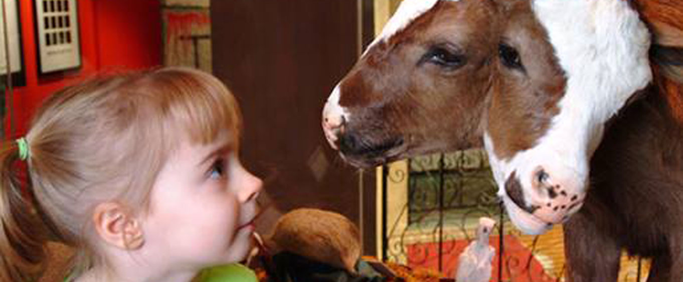 Two headed calf