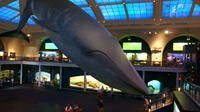 American Museum of Natural History
