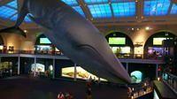 American Museum of Natural History
