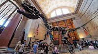 AMNH T-Rex