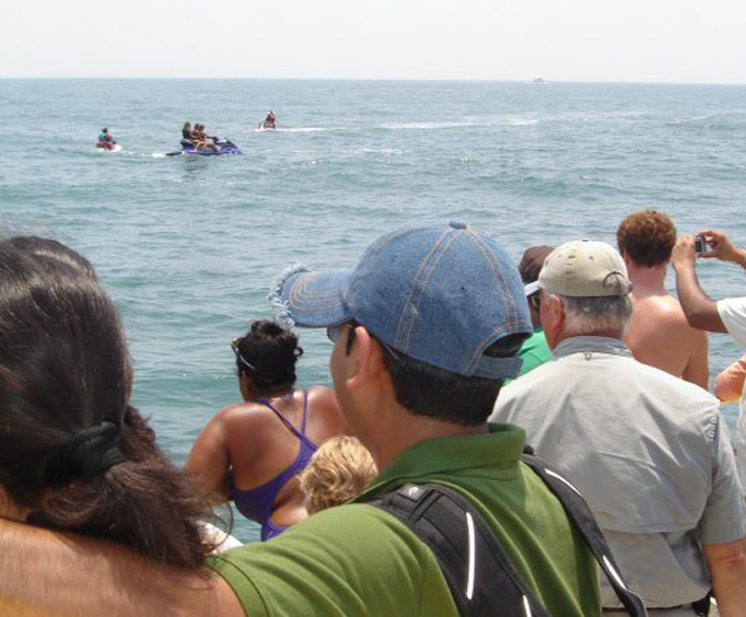 Dolphin Cruise
