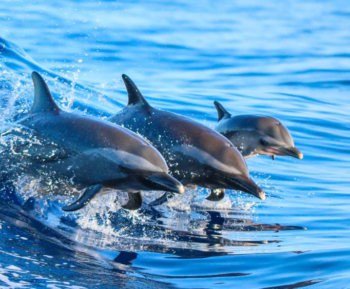 sunset dolphin cruise myrtle beach