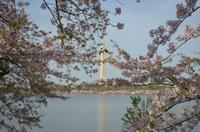 DC Cherry Blossom Segway Tour