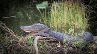 Alligator