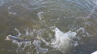 Everglades Inshore Fishing Trip