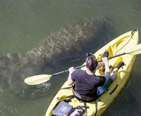 Manatees on the Self Guided Kayaking Manatee and Dolphin Tour