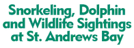 Snorkeling, Dolphin and Wildlife Sightings at St. Andrews Bay 2025 Schedule