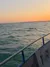 A boat is on the ocean at sunset, with dolphins swimming nearby.