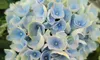 A cluster of delicate blue hydrangea flowers surrounded by green leaves.