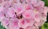 A cluster of light pink hydrangea flowers with green leaves in the background.