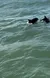 A dolphin is emerging above the water in a calm sea.
