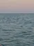 A dolphin is swimming in the ocean under a serene, pastel-colored sky.