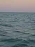 A dolphin is swimming in the ocean under a soft pink sky.