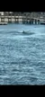 A dolphin is swimming near a pier in the ocean.