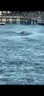 A dolphin is swimming near a wooden pier above the rippling blue water.