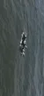 A group of dolphins is swimming closely together in the ocean.