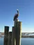 A pelican is perched on top of tall wooden posts overlooking a calm body of water under a clear blue sky.