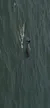An aerial view of a whale swimming near the surface of the ocean.
