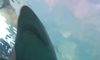 Big Shark at Ripley's Aquarium