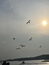 Birds