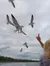 Birds Flying
