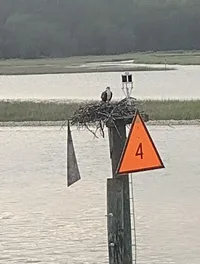 Bird's Nest