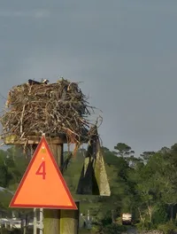 Bird's Nest